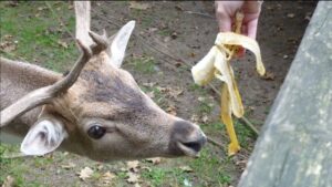 Zoologické zahrady vyzývají návštěvníky, aby netrápili zvířata nevhodným krmením (video)